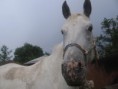 /album/kone-na-fort-hary/img-5365-jpg/