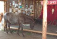 /album/kone-na-fort-hary/pict0039-jpg/